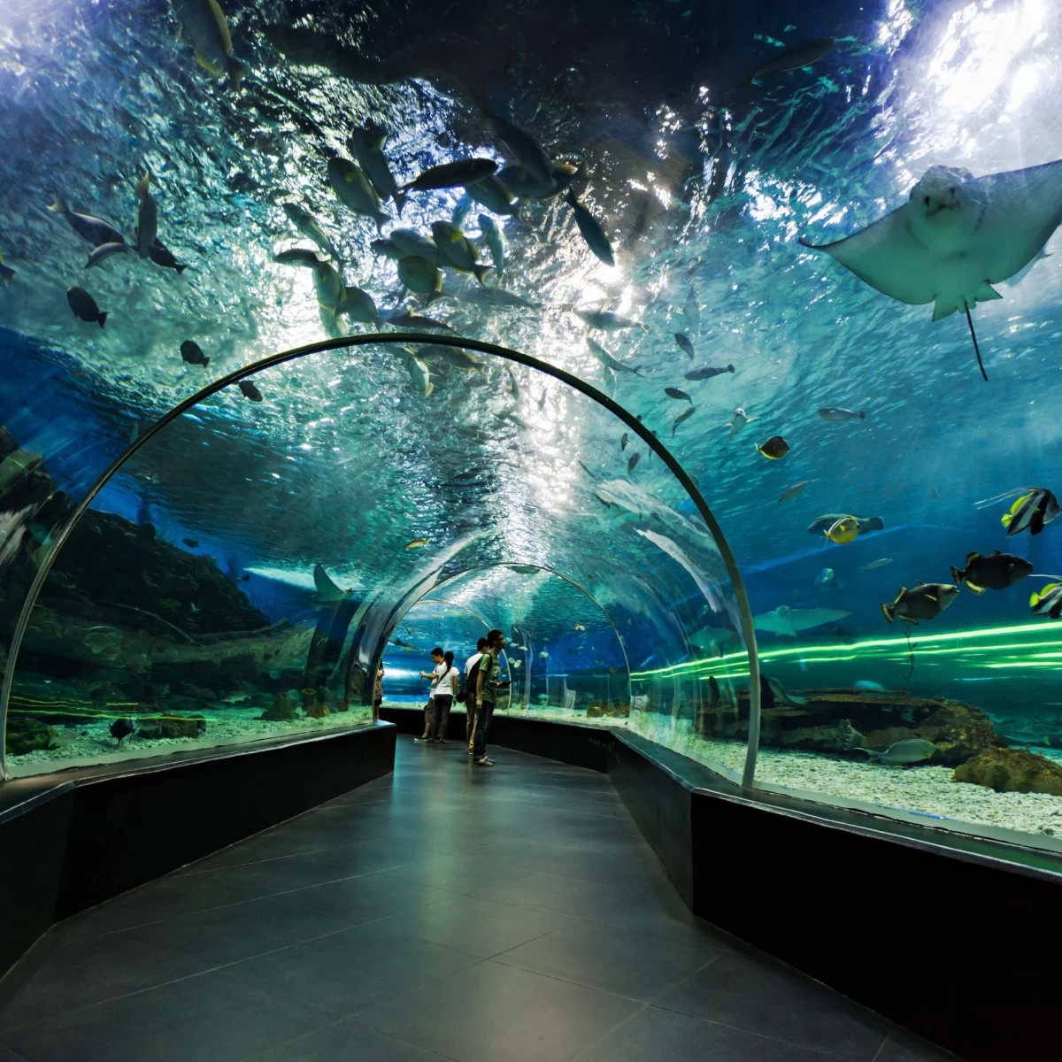 Dubai Aquarium and Underwater Zoo