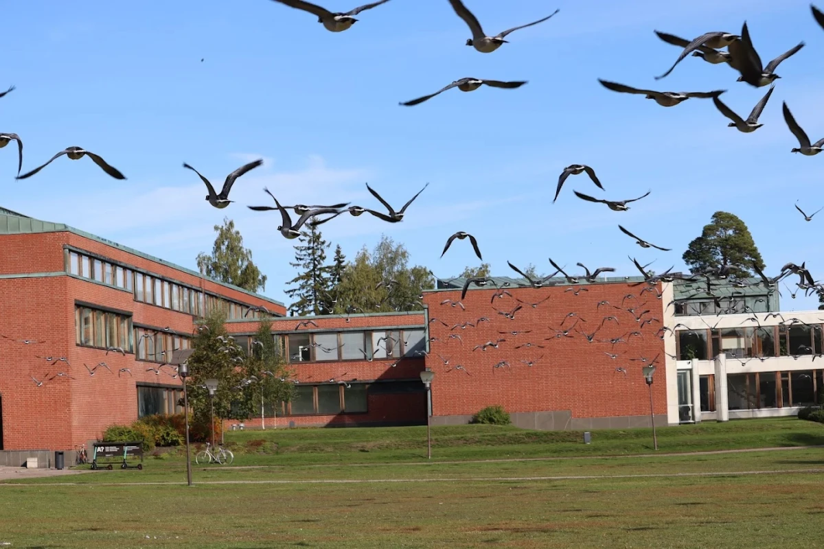 Aalto Üniversitesi Kampüsü ve Doğayla İç İçe Modern Yapılar Aalto Üniversitesi, modern mimarisi ve doğayla bütünleşen kampüs yapılarıyla Finlandiya’nın en prestijli eğitim kurumlarından biridir. Fotoğrafta kırmızı tuğlalı binaların önünde geniş yeşil alan ve gökyüzünde uçan kuş sürüsü dikkat çekmektedir. Aalto Üniversitesi’nin sakin ve ilham verici atmosferi, öğrenciler için eşsiz bir öğrenim ve yaşam ortamı sunmaktadır.