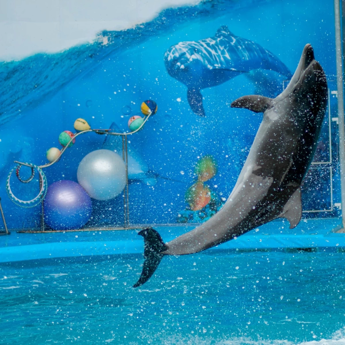 Dubai Dolphinarium
